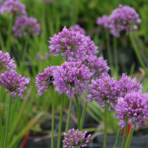 Allium senescens 'Millenium'
