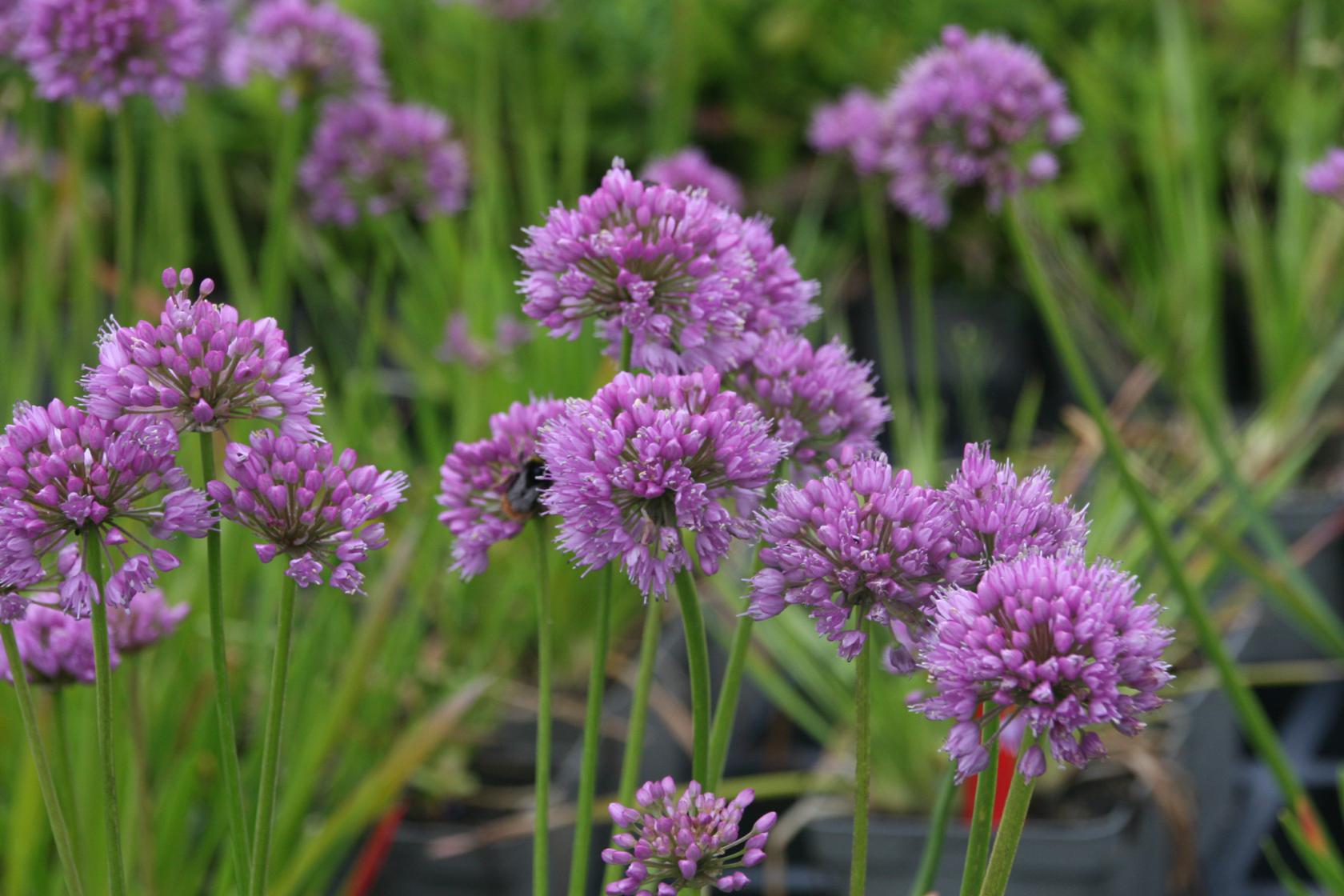 Allium senescens 'Millenium'