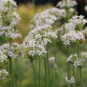 Allium tuberosum