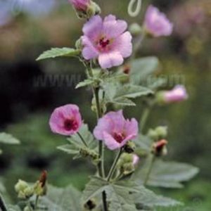 Althaea officinalis