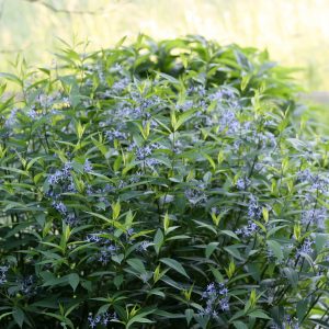 Amsonia tabernaemontana var salicifolia