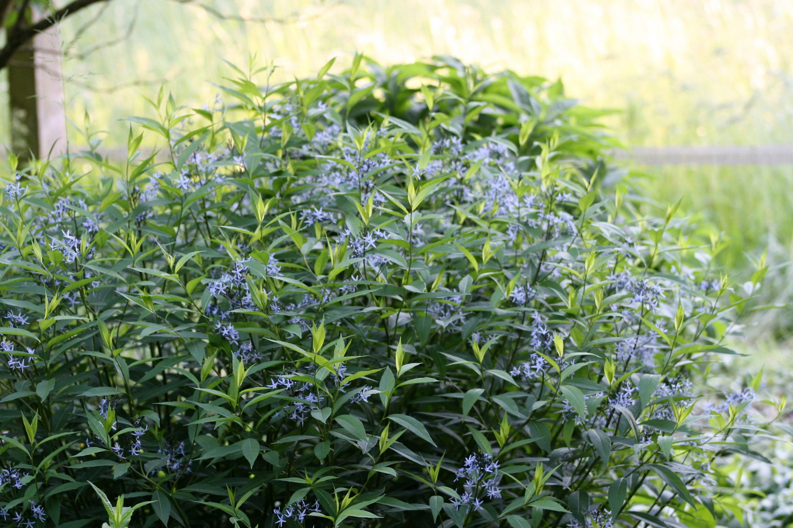 Amsonia tabernaemontana var salicifolia