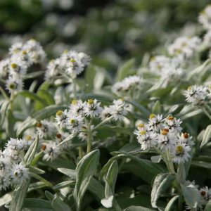 Anaphalis triplinervis  Smlg.