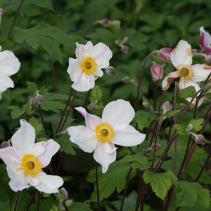 Anemone x cult. 'Dainty Swan' (S)