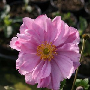 Anemone japonica 'Königin Charlotte'