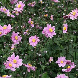 Anemone tomentosa 'Serenade'