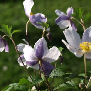 Anemone x cult. 'Wild Swan' (S)
