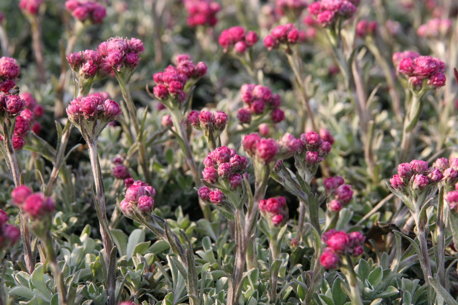 Antennaria dioica 'Rotes Wunder'