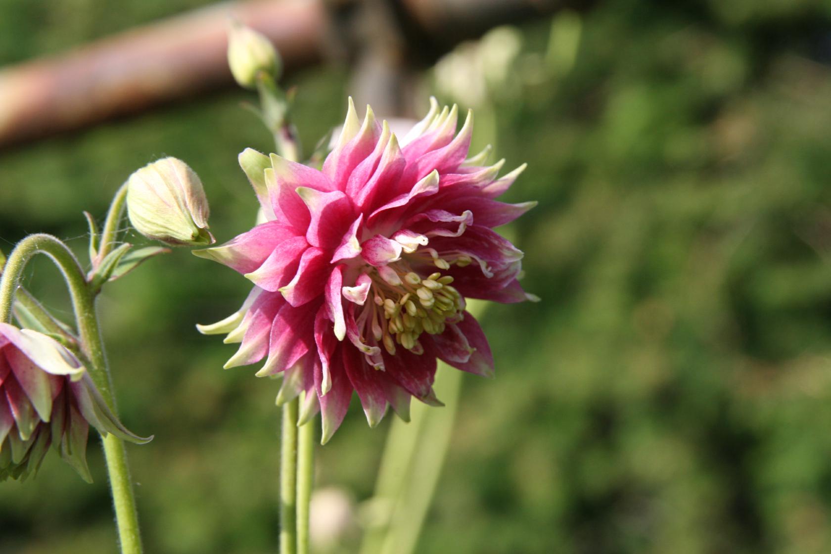 Aquilegia vulgaris 'Plena Nora Barlow'