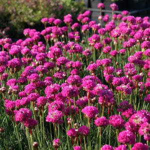 Armeria maritima 'Düsseldorfer Stolz'