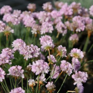 Armeria caespitosa 'Röschen'