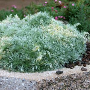 Artemisia schmidtiana 'Nana'