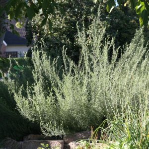 Artemisia alba