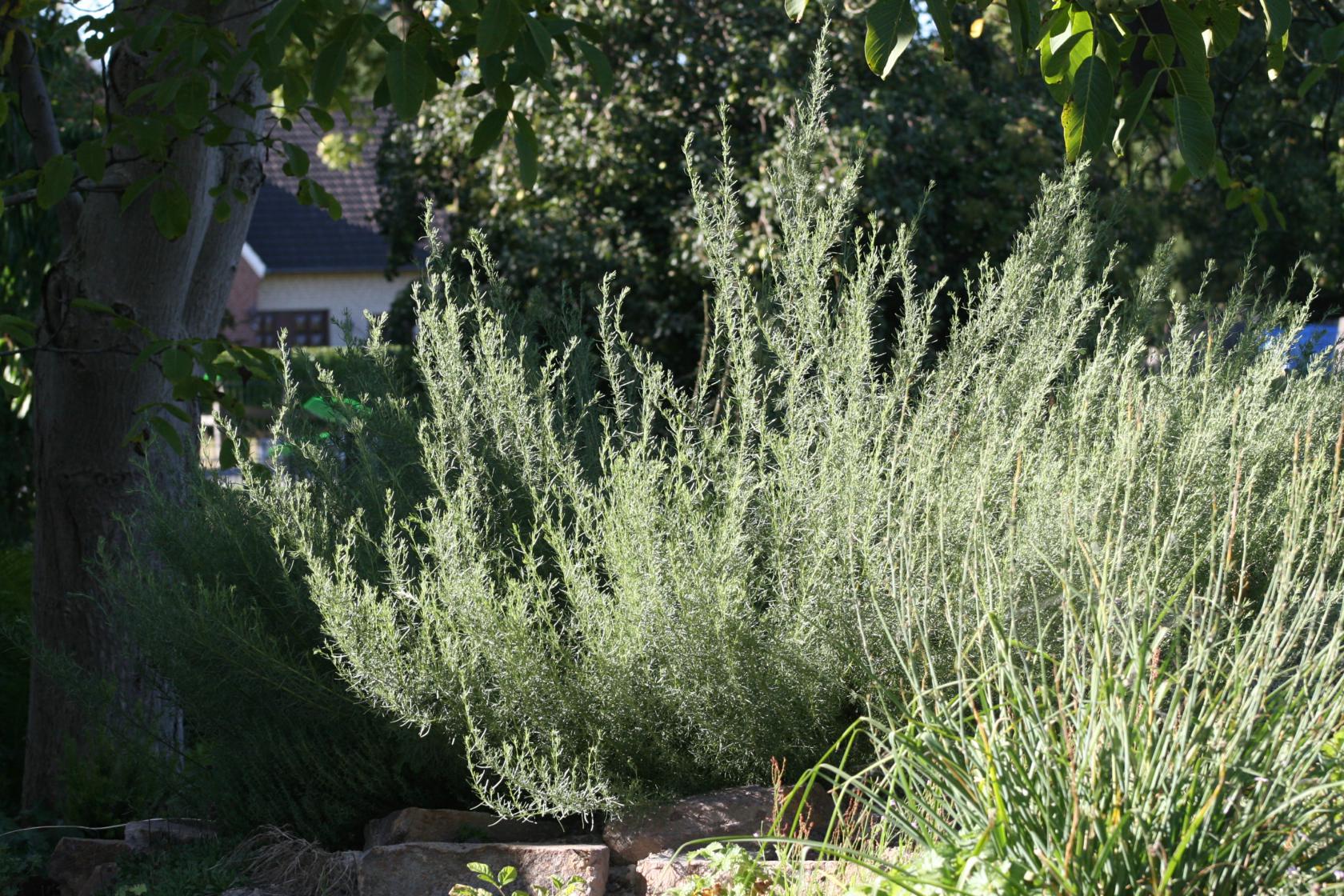 Artemisia alba