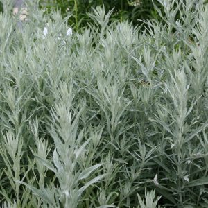 Artemisia ludoviciana 'Silver Queen'