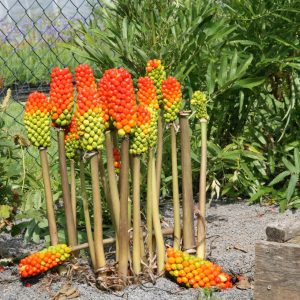 Arum maculatum