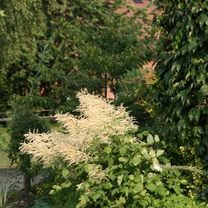 Aruncus dioicus