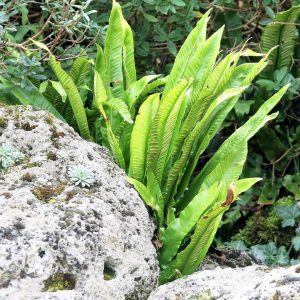 Asplenium scolopendrium