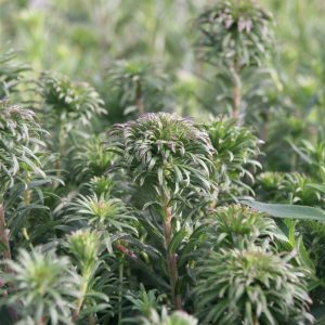 Aster novae-angliae 'Ann Leys'