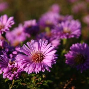 Aster dumosus 'Heinz Richard'