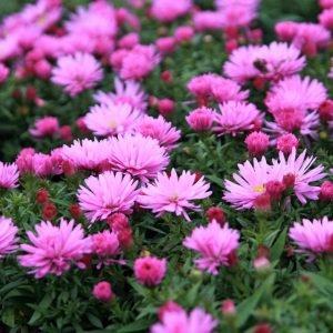 Aster dumosus 'Rosenwichtel'