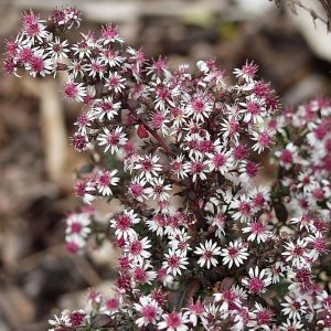 Aster laterifolius horiz.'Prince'