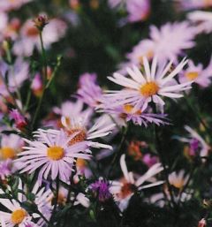 Aster pyrenaeus 'Lutetia'