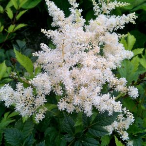 Astilbe x arendsii 'Brautschleier'