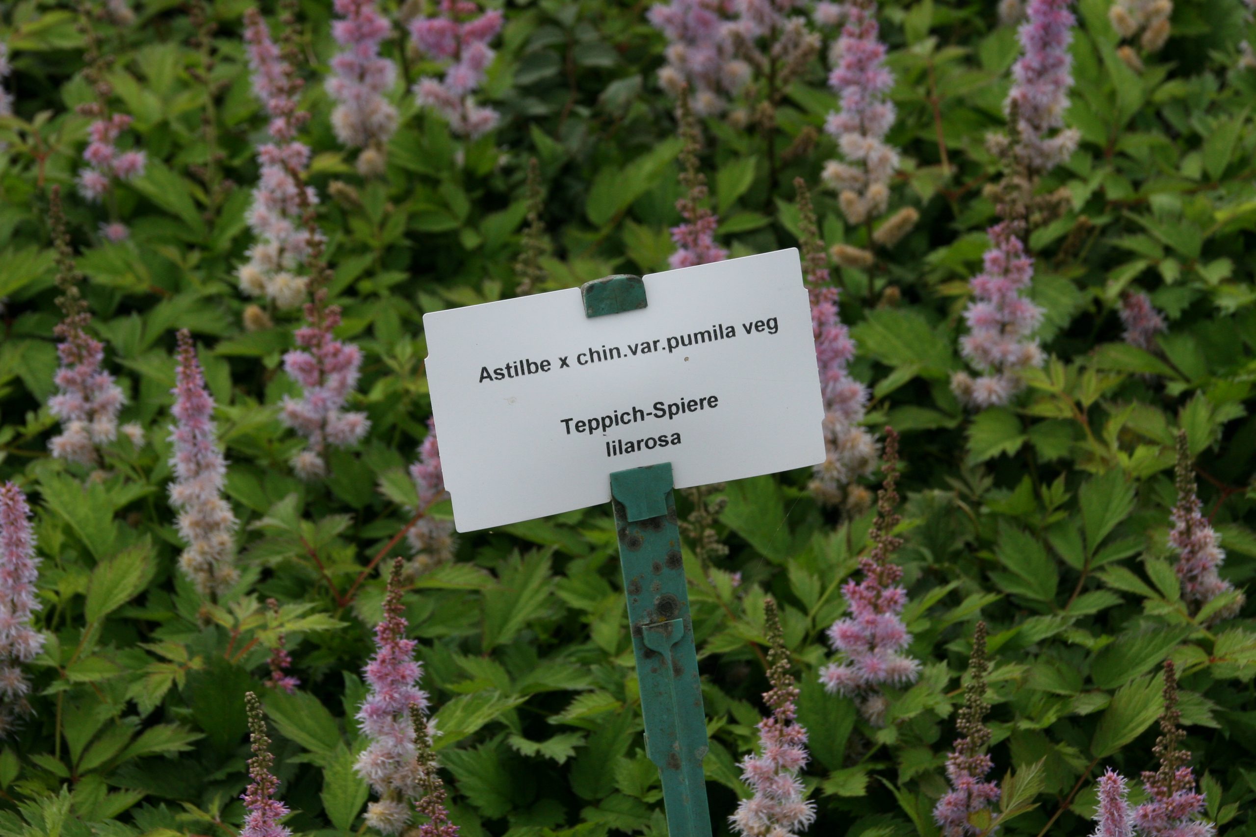 Astilbe chin.var.pumila veg