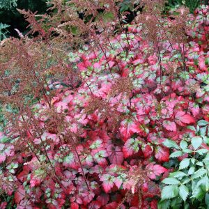 Astilbe x cult.'Colour Flash'  -R-