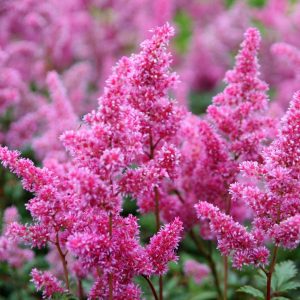 Astilbe japonica 'Bremen'