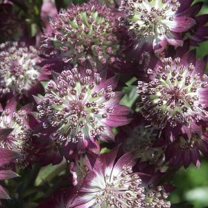 Astrantia major 'Star of Beauty' (S)