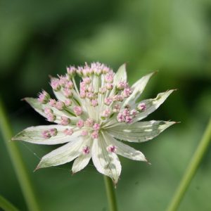 Astrantia major 'Buckland' (S)