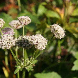 Astrantia major