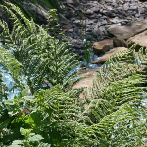 Athyrium filix-femina