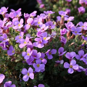 Aubrieta x cultorum 'Tauricula'