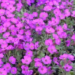 Aubrieta x cult 'Blaumeise'