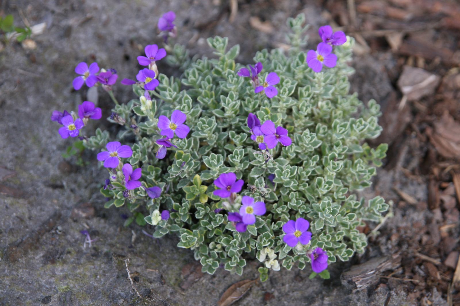 Aubrieta x cult. 'Silberrand'