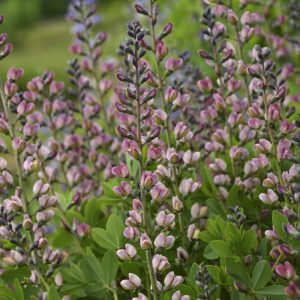 Baptisia x cult. 'Pink Truffles' (S)