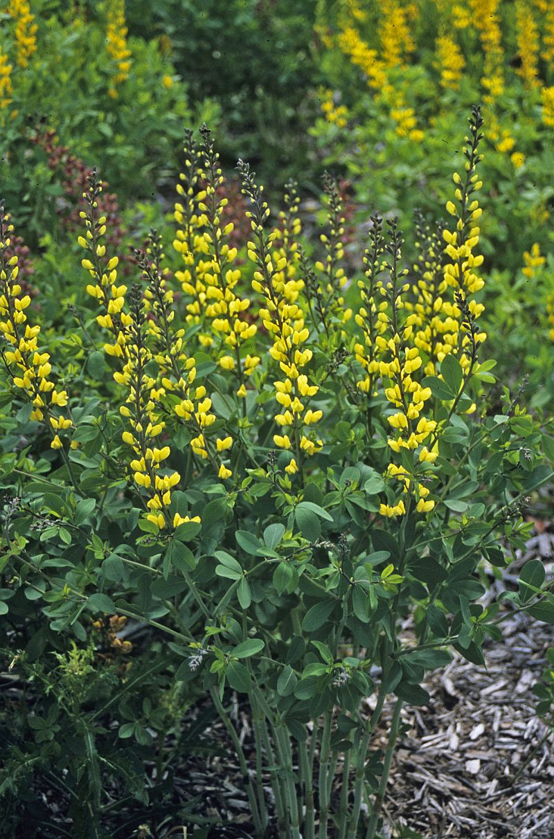 Baptisia x cult. 'Lemon Meringue' (S)