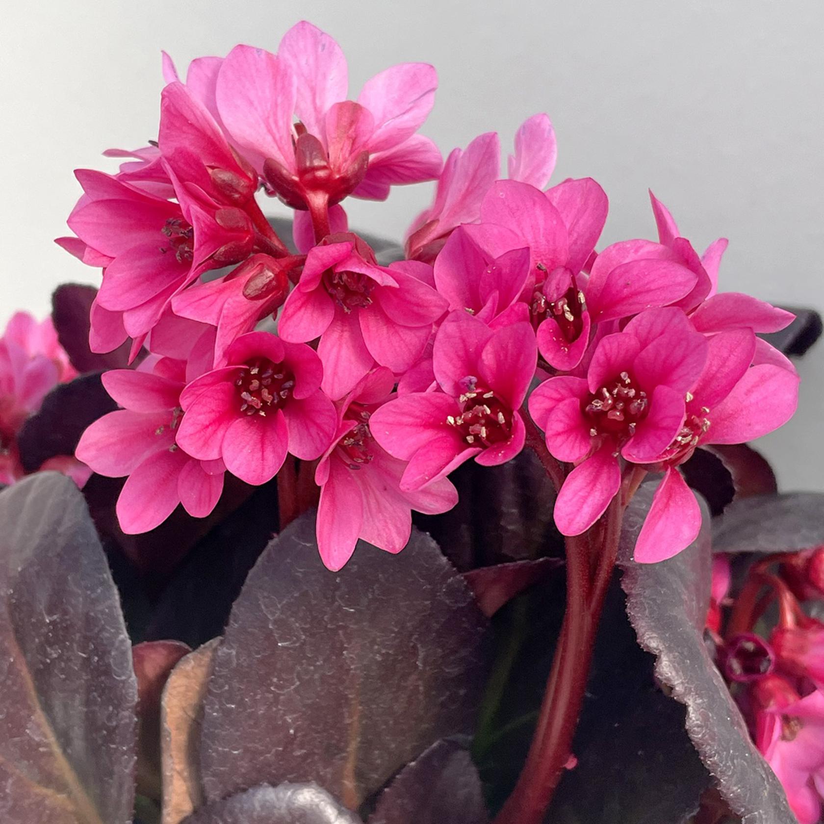 Bergenia cordifolia 'Early Brilliance Magenta' (S)
