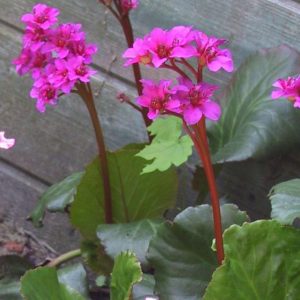 Bergenia cordifolia 'Abendglut'