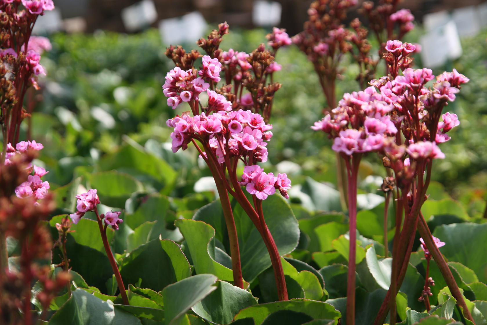 Bergenia cordifolia 'Herbstblüte'