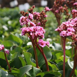 Bergenia cordifolia 'Herbstblüte'