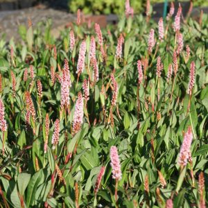 Persicaria affinis 'Donald Lowndes' (Bistorta)