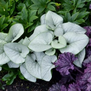 Brunnera macrophylla 'Alexandria' (S)