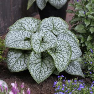 Brunnera macrophylla 'Jack of Diamonds' (S)