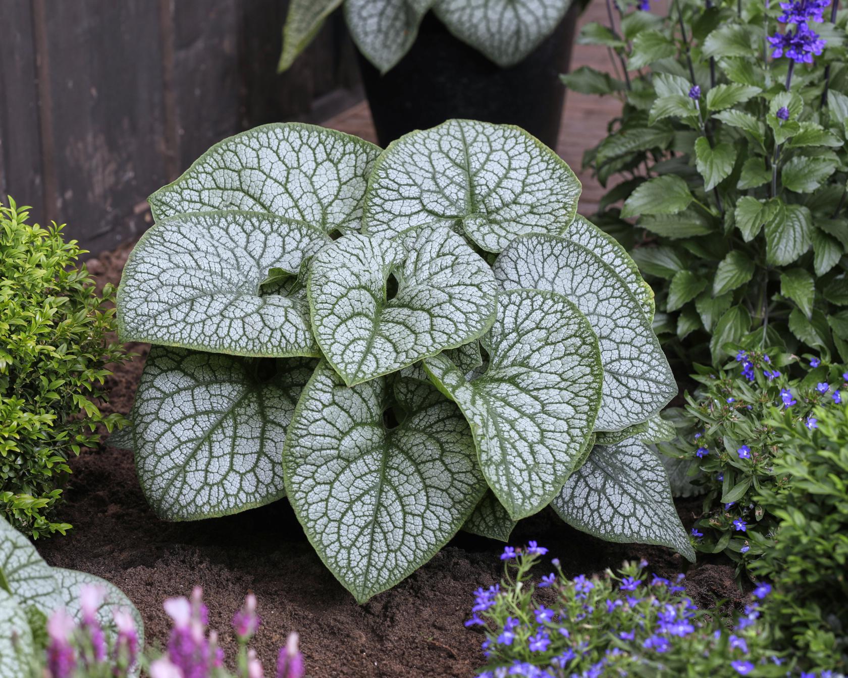 Brunnera macrophylla 'Jack of Diamonds' (S)