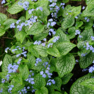 Brunnera macrophylla 'Silver Star' (S)