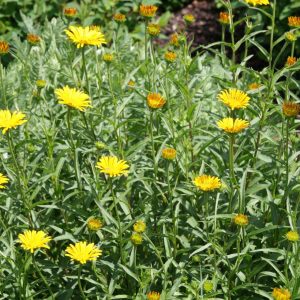 Buphthalmum salicifolium